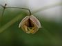 Epimedium warl Caramel3